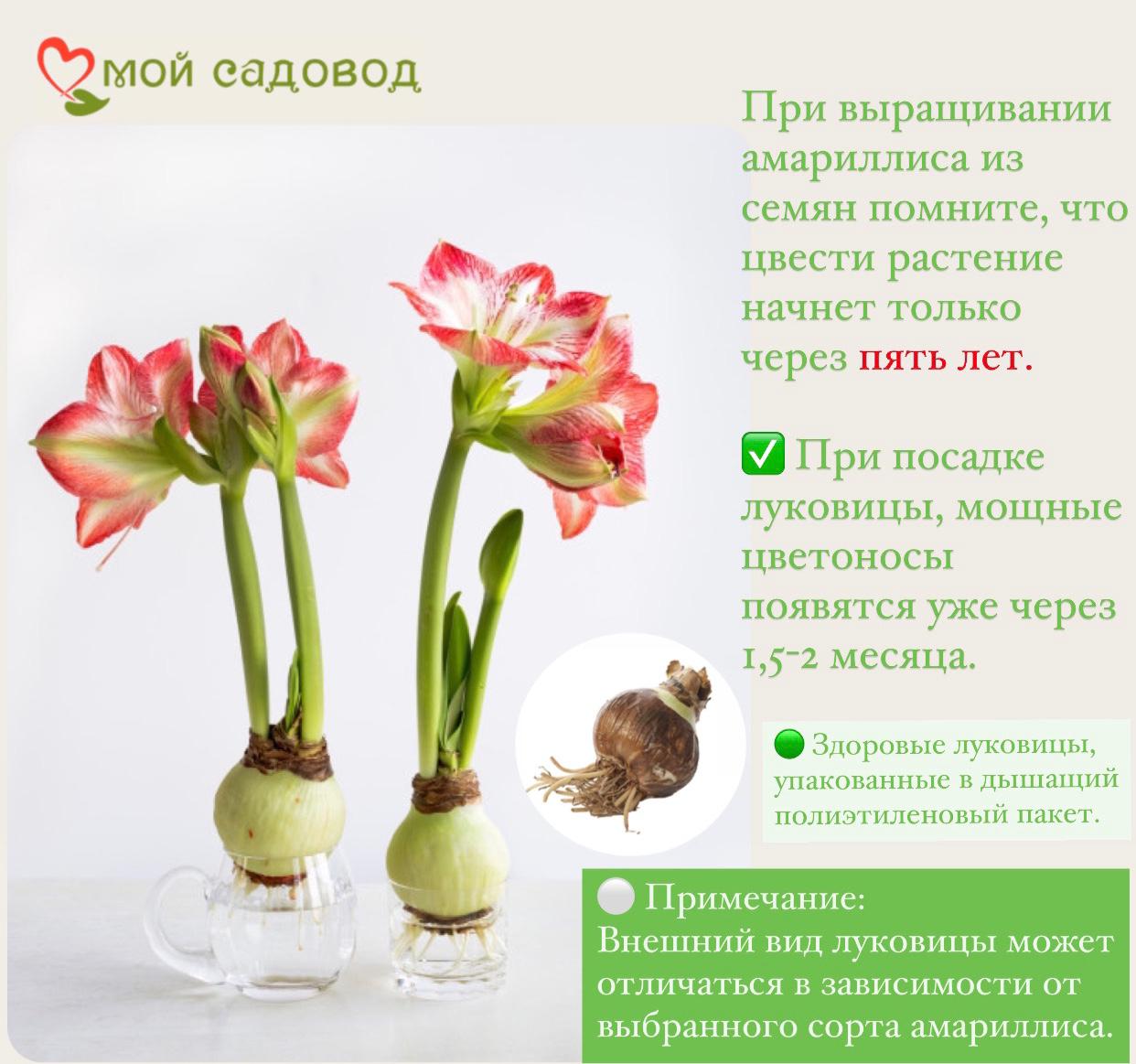 АМАРИЛЛИС (ГИППЕАСТРУМ) ГРАНД ДИВА