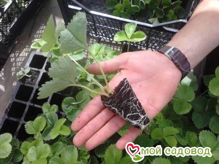 Клубника Ампельная Красная Рапсодия